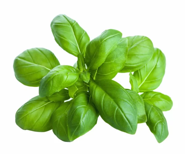 basilico