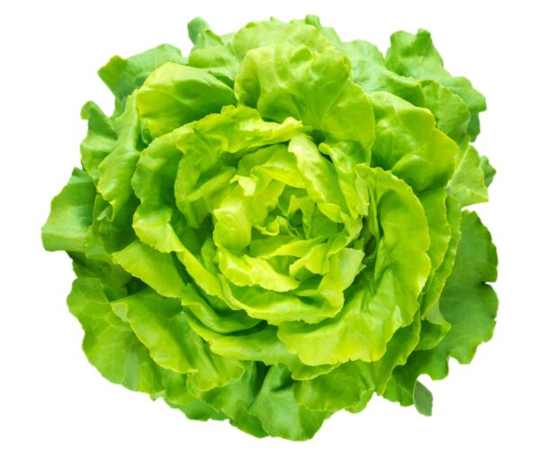 lattuga